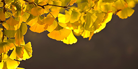 25045_ext_37_0.png