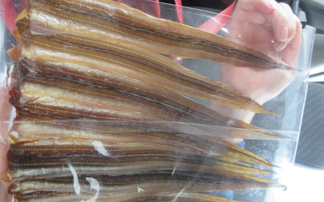 お土産の魚